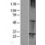 Western Blot: RGS19 Lysate [NBL1-15325] - Western Blot experiments. 
Left-Control; Right -Over-expression Lysate for RGS19